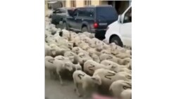 Дагестанские бараны Z