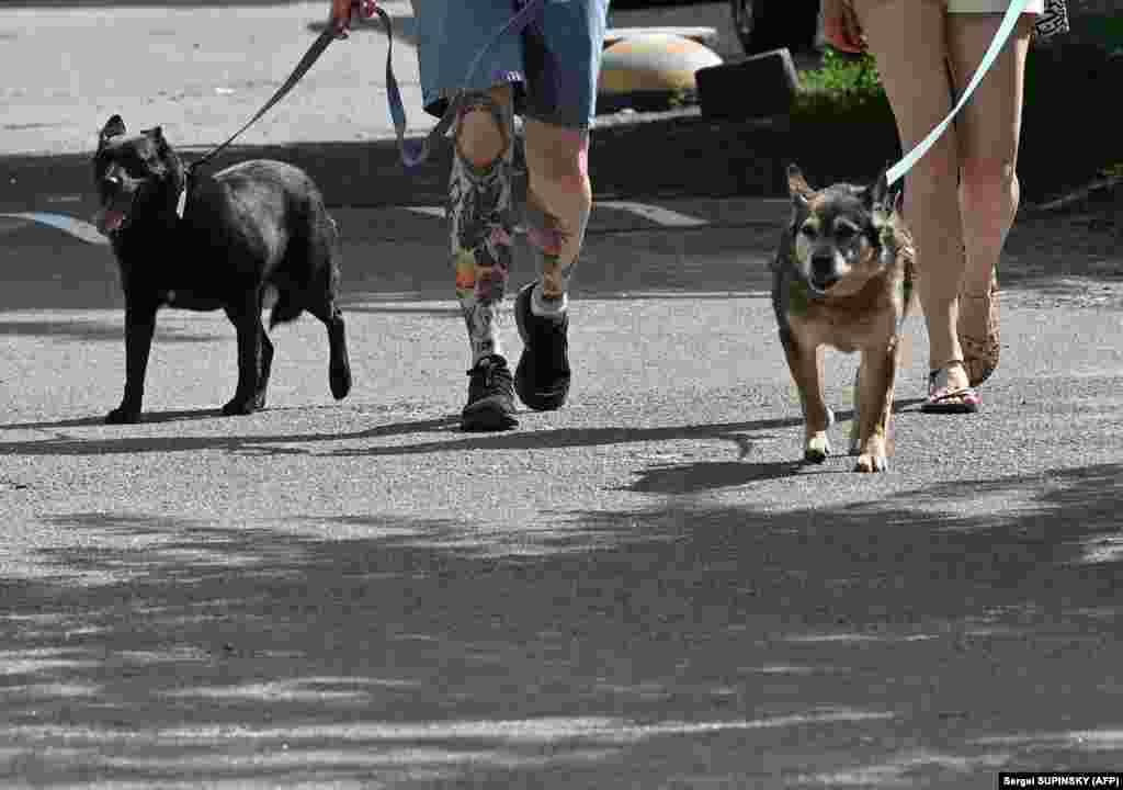 A kutyák sétáltatásában önkéntesek segítenek
