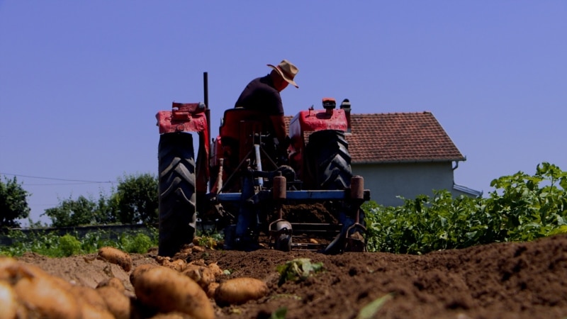 Mungesa e punëtorëve detyron bujqit t'i zvogëlojnë të mbjellat