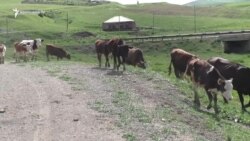 Շիրակում մարզում 11 500 գլուխ անասուն հարկադիր մորթի է ենթարկվել կամ էժան վաճառվել
