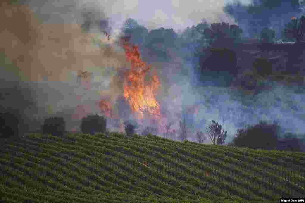 Lángok csaptak fel egy szőlőültetvényen is az észak-spanyolországi San Martin de Unxban június 19-én, vasárnap