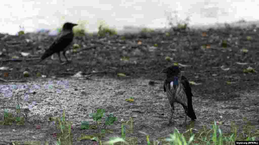 Мокрые вороны на берегу Малого Салгира
