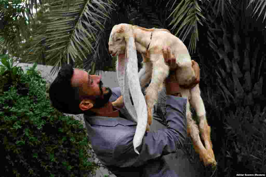 Simba, a baby goat with 56-centimeter-long ears, is held by his owner in Karachi, Pakistan.