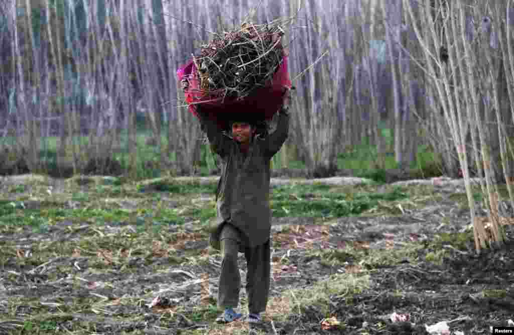 A child returns home after collecting firewood in the village of Jala Bela outside Peshawar, Pakistan. (Reuters/Khuram Parvez)