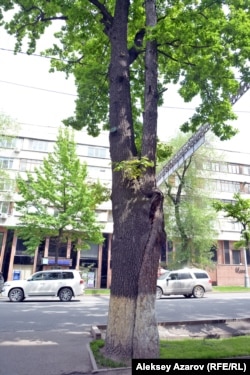 Пока целы и нуждаются в законодательной защите такие уникальные природные объекты, как сросшиеся дуб и сосна. Алматы, 7 мая 2016 года.