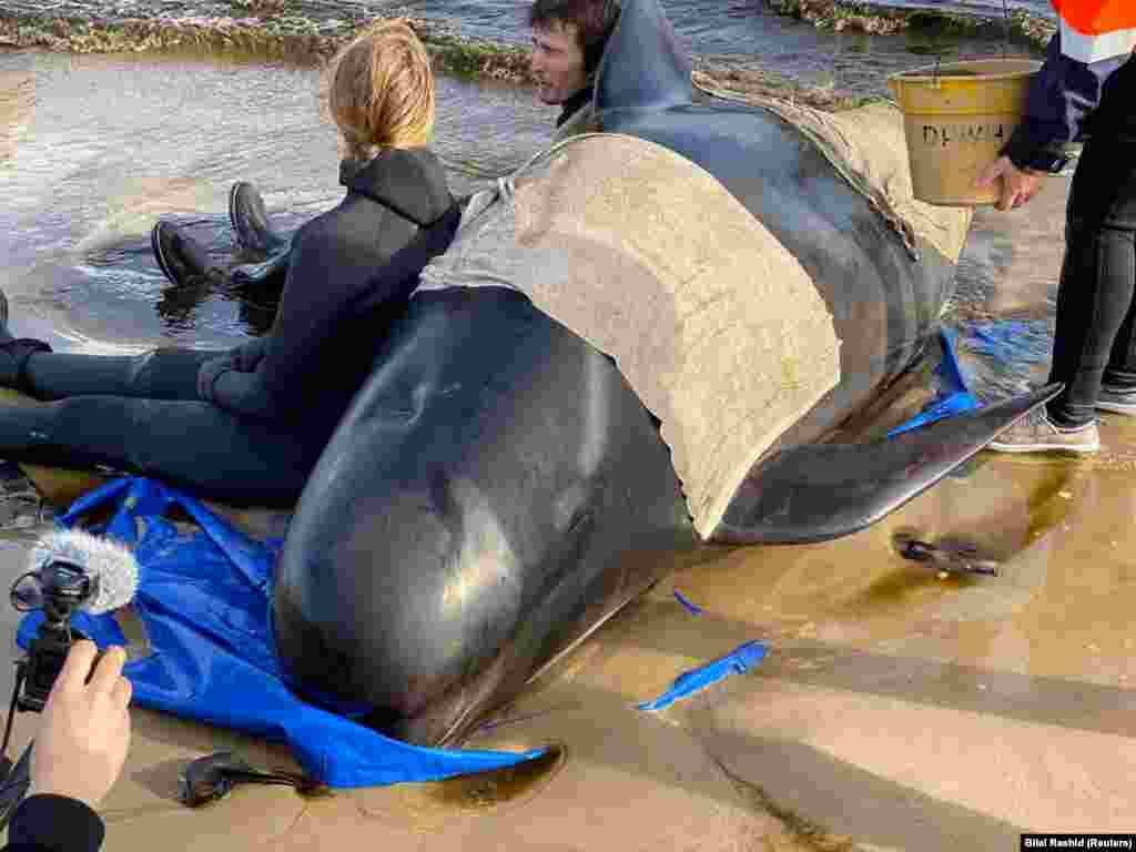 მაშველები ცდილობენ ნაპირზე გამორიყული ვეშაპების გადარჩენას ავსტრალიაში, დასავლეთ ტასმანიის სანაპიროზე.&nbsp; 21 სექტემბერს ტასმანიის სანაპირომზე ასობით ვეშაპი გამოირიყა. სხვადასხვა ინფორმაციით, მაშველებმა დაახლოებით 25 ვეშაპის გადარჩენა შეძლეს. 90 ვეშაპი კი უკვე დაიღუპა.&nbsp; ვეშაპების ნაპირზე გამორიყვის ზუსტი მიზეზი უცნობია. მკვლევარების თქით, ვეშაპებში ძლიერი სოციალური კავშირები არსებობს და შესაძლოა მთელი ჯგუფი მიჰყვებოდეს ლიდერს, რომელსაც უბრალოდ გზა აერია. 