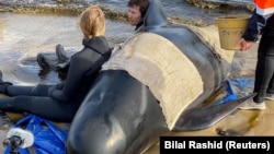 امدادگران در حال تلاش برای نجات نهنگ‌های گیرافتاده در غرب تاسمانی