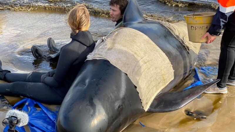 Австралија погребува 350 мртви китови, 180 се спасени 