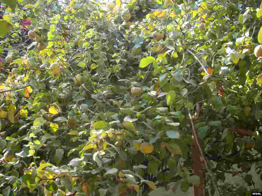 په لغمان کې د بهیانو ونه 