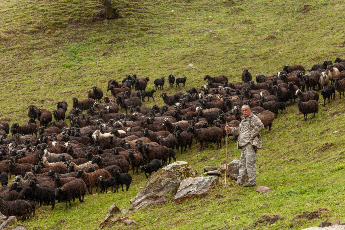 Do you really say "white crow" instead of "black sheep" in Russian