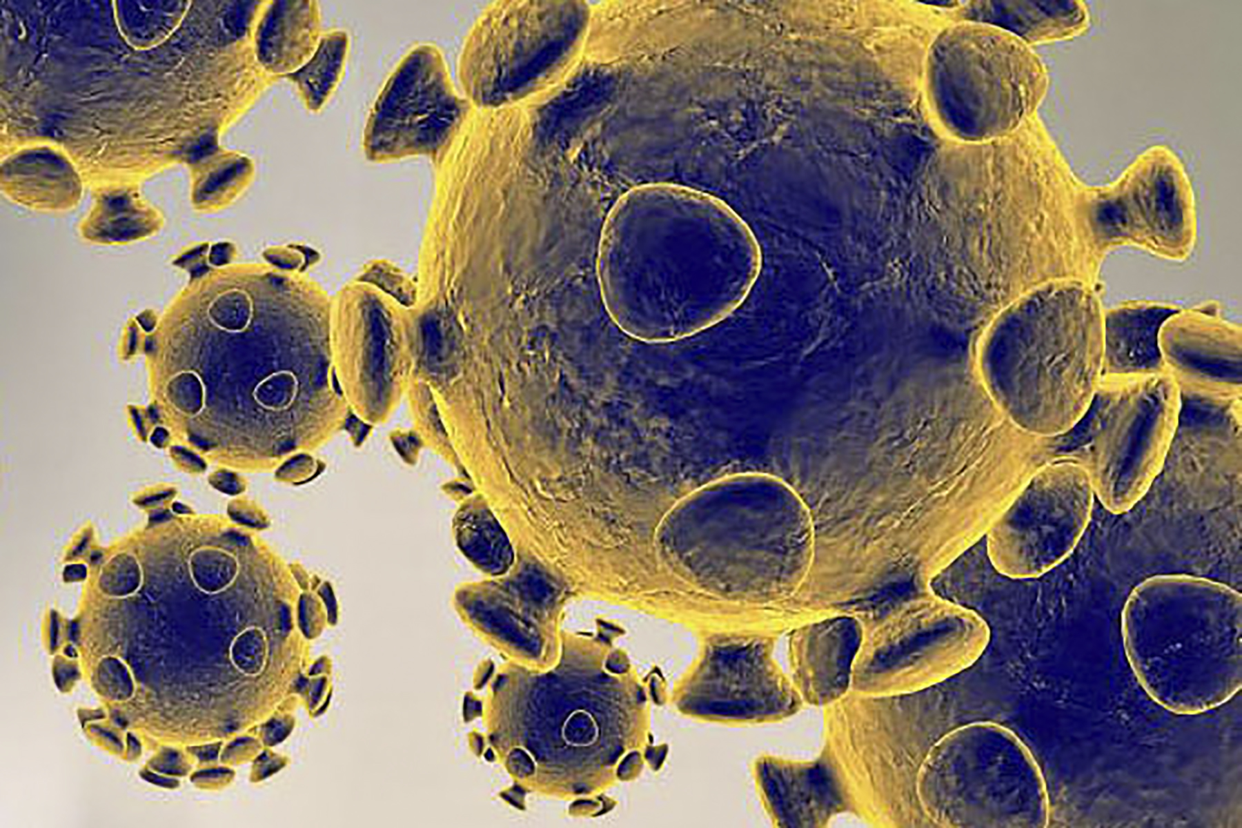 Чым вірус адрозьніваецца ад большасьці жывых арганізмаў?