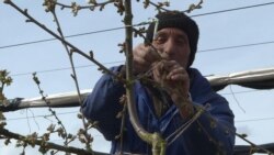 Освен децата и пенсионерите, почти всички жители на Бръщен отиват да работят всяка година във ферма за малини във Великобритания