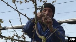 Muncitor din Estul Europei angajat la o fermă din Marea Britanie