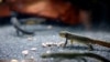 Bosnian alpine newt/Prokosko Lake
