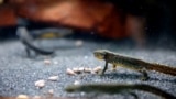 Bosnian alpine newt/Prokosko Lake