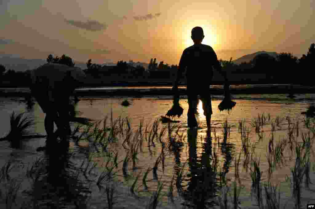 Afghan farmers plant rice in a paddy on the outskirts of Jalalabad. (AFP/Noorullah Shirzada)