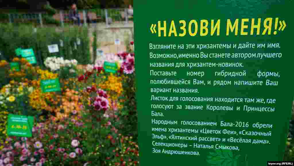 Гостям пропонують вигадати назви нових гібридних форм хризантем