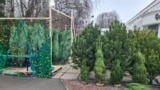 Перший ялинковий базар відкрився у Сімферополі на площі ім. Куйбишева
