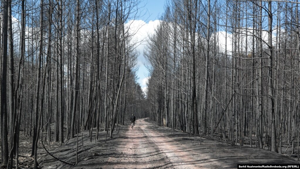 Згорілий ліс. Овруцький район. 22 квітня 2020 року