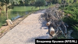 Спиленные молодые здоровые деревья в Гагаринском парке Симферополя. 6 октября 2026 года