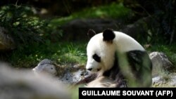 Снимка, направена на 5 август 2017 г., показва мъжкаta гигантска панда Yuan Zi, в заграждението си в зоологическата градина Beauval в Saint-Aignan-sur-Cher, централна Франция.