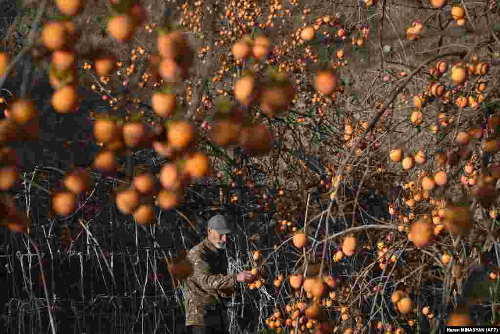 Një burrë në kopshtin e tij në Stepanakert, qytetin kryesor azerbajxhanas në rajonin e shkëputur të Nagorno Karabakut.(AFP/Karen Minasian)