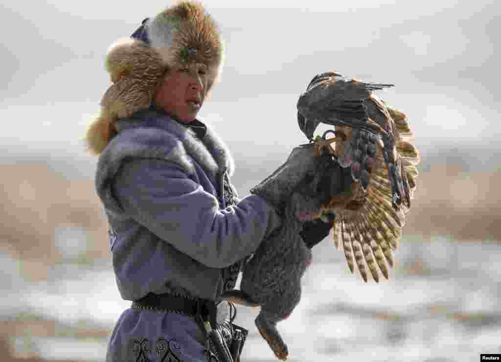 Құсбегі қаршығасын қояннан ажыратып жатыр. 