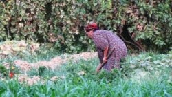 Lebapda käbir kärendeçileriň dökün hakyndan kesilýär