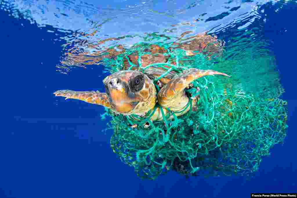 A sea turtle entangled in a fishing net swims off the coast of Tenerife, Canary Islands, Spain, on June 8, 2016. Nature -- First Prize, Singles (Francis Perez)