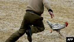 Boyat kəndində ev və çöl quşları arasında kütləvi tələfat yoxdur