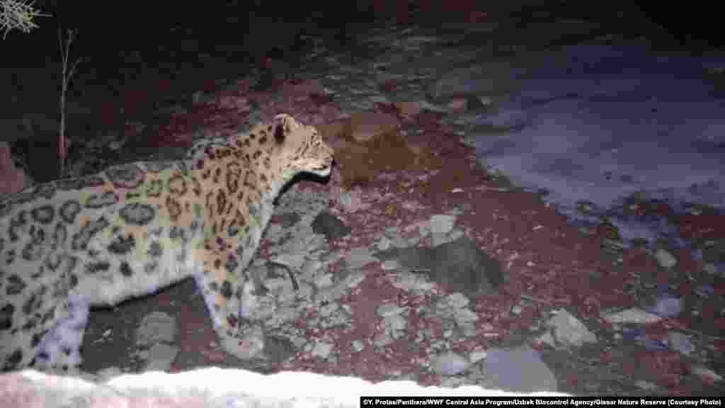 The Hissar reserve, Uzbekistan's largest, lies on the westernmost edge of the snow leopard's known habitat, scientists say.