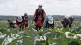Russia -- Employees remove weeds in a cabbage field owned by the Lenin State Farm outside Moscow, July 19, 2017