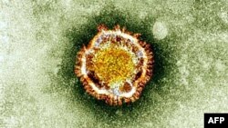 Koronavirus ispod mikroskopa