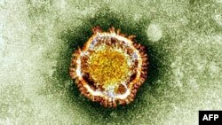 "Тәж вирусының" электрондық микроскоптан қарағандағы көрінісі. Ұлыбритания денсаулық сақтау агенттігі таратқан сурет.