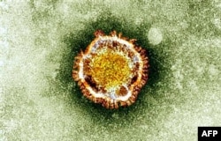 A picture from the British Health Protection Agency shows the "coronavirus" under an electron miscroscope.