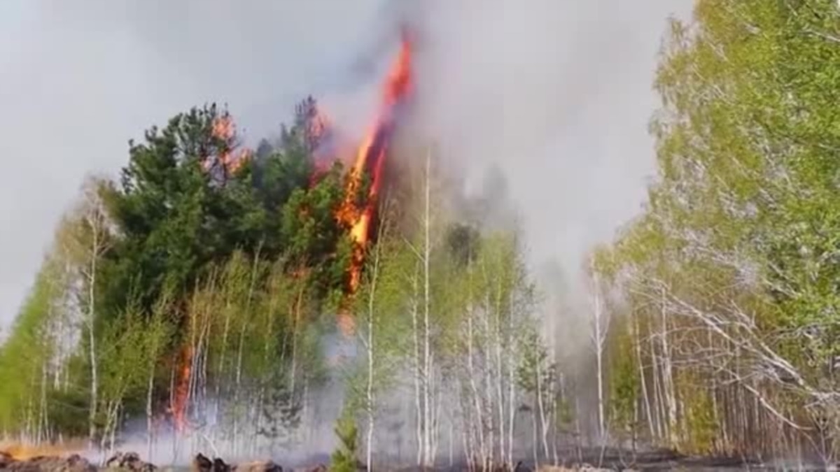 Обожженные кошки и собаки на пепелище