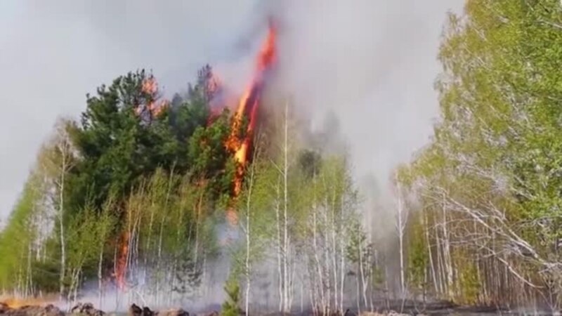 «Картина страшная». Впервые в истории дым от пожаров в России накрыл Северный полюс, заявили в NASA