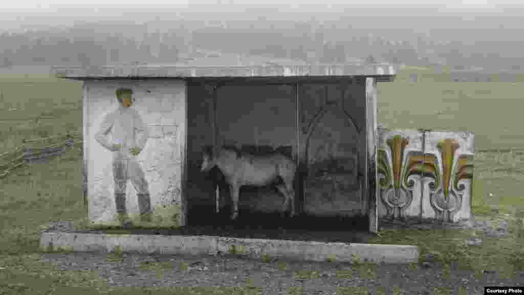 A horse takes shelter inside this bus stop in Kazakhstan's Almaty region.