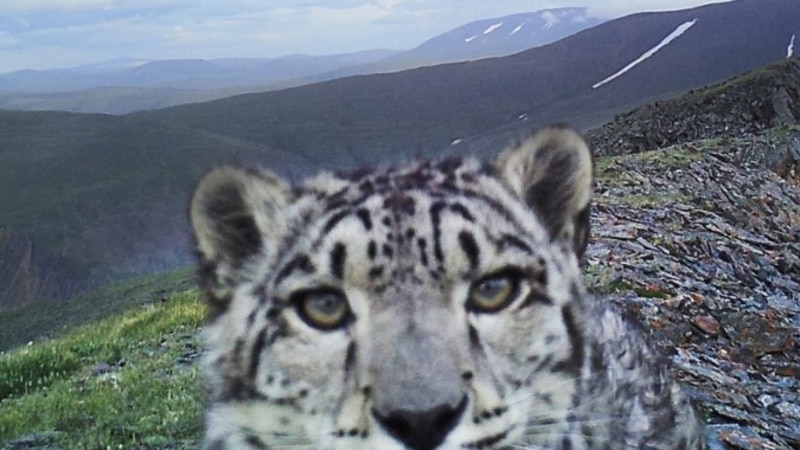 Snap Cat: Former Poachers Swap Guns For Cameras To Save Russia’s Snow Leopard