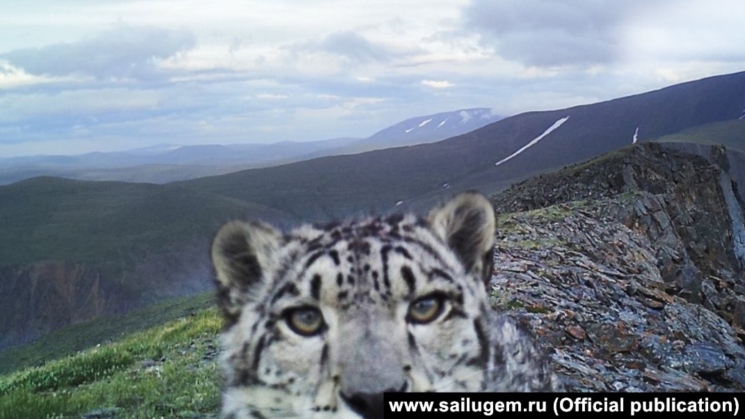 Артынан сексуалды қыздар