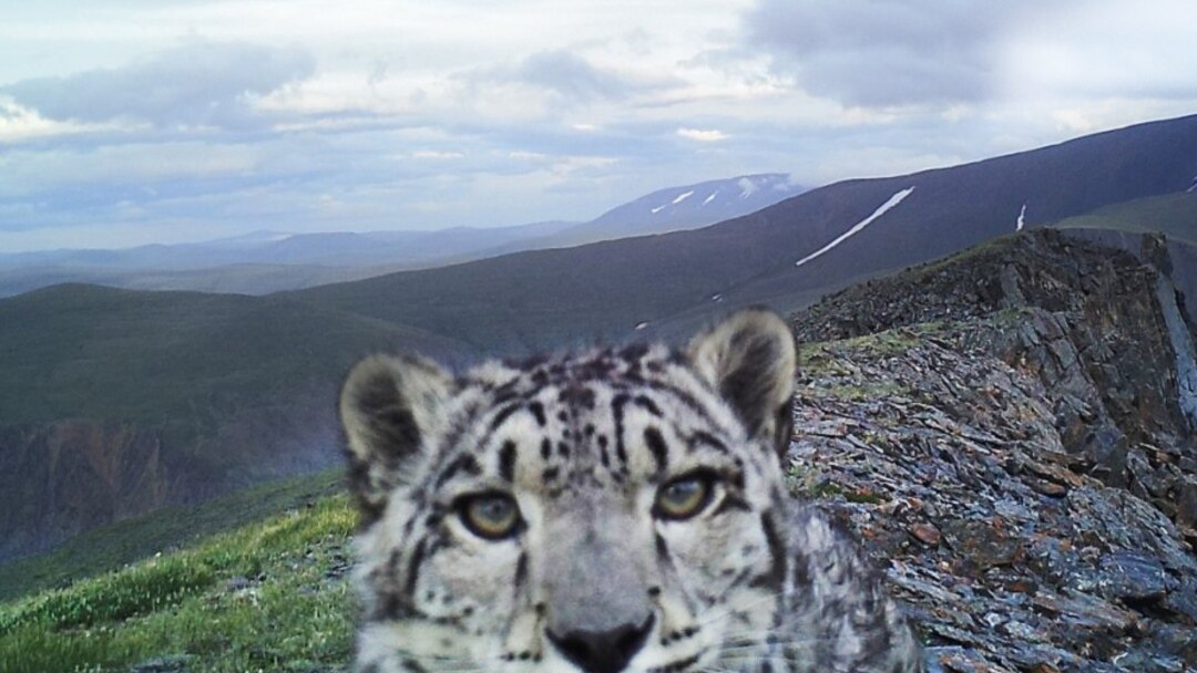 Жасырын камера секс видеосы (жеке) Шерил Коулдың жалаңаш суреттері