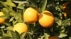 د ننګرهار مسولین: د نارنجانو له درکه ۱میلیون ۲سوه زره افغانۍ عواید راټول شوي