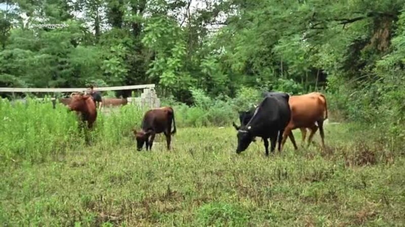 10 ძროხა და 1 ფერმერი სოფელ კონტუათიდან