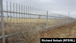 Хори мағелон дар Тексас
