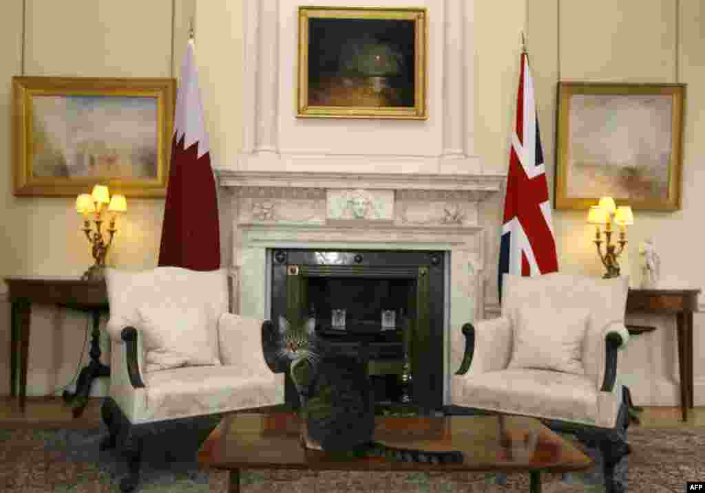 Freya, a cat belonging to British Chancellor of the Exchequer George Osborne, sits on a table in a room in Downing Street shortly before a meeting between Prime Minister David Cameron and Emir of Qatar Sheikh Hamad bin Khalifa al-Thani. (AFP/Kirsty Wigglesworth)