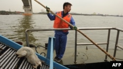 Работник санитарной службы извлекает из реки мертвых свиней. Шанхай, 11 марта 2013 года. 