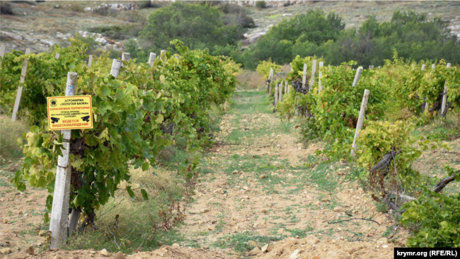 Виноградники агрофирмы «Золотая Балка» в Балаклаве