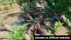 Поваленные деревья у реки Салгир недалеко от улицы Ларионова. Симферополь, июнь 2021 года