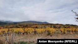 Виноградники, принадлежащие заводу "Массандра"