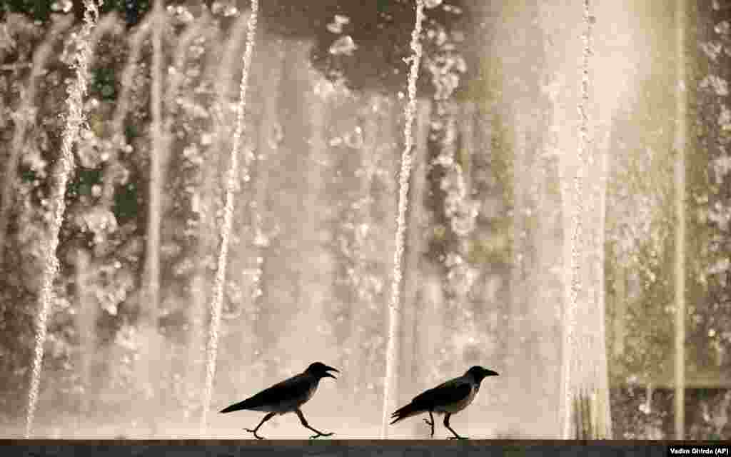 Two crows walk by a city fountain at sunset after a hot day in Bucharest.